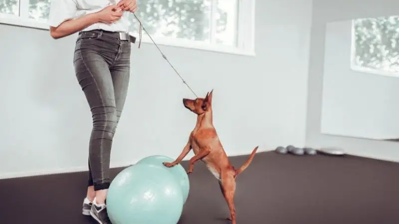 Fisioterapia y ejercicios para perros con problemas neurológicos y lesiones