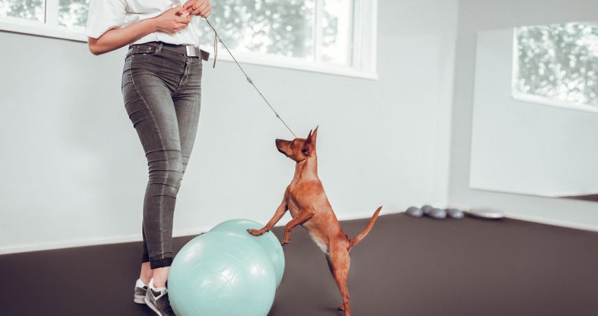 Fisioterapia y ejercicios para perros con problemas neurológicos y lesiones