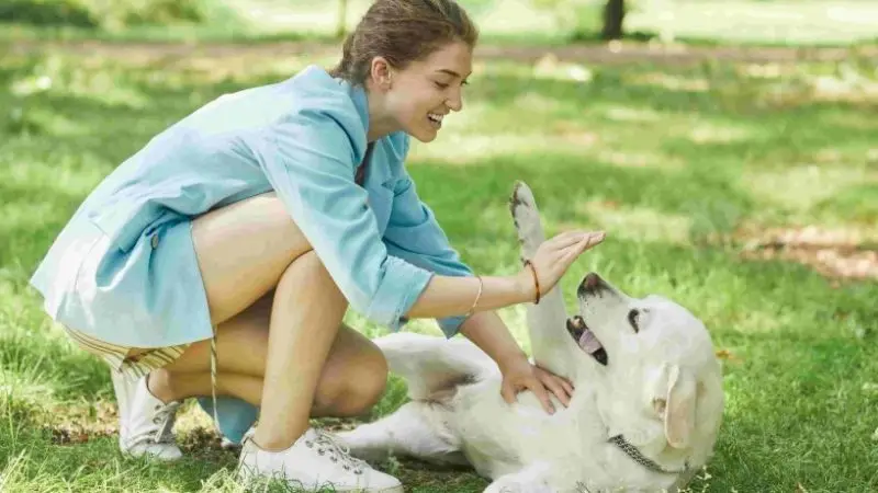 Trucos para Relajar a un Perro Nervioso