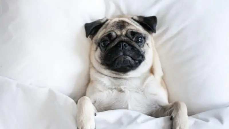 Comodidad para perros