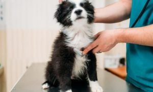 ejercicios de rehabilitacion para rodilla de perro