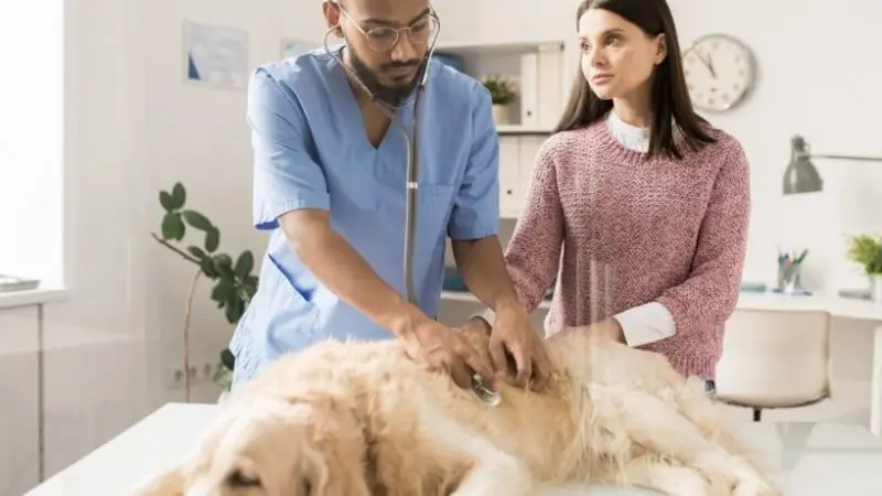 Ejercicios para perros con displasia