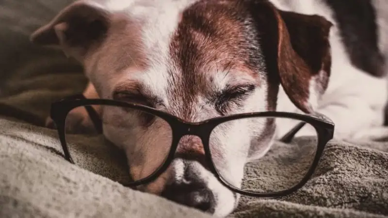 Enfermedades más comunes en Perros Viejos