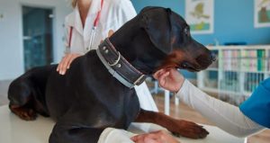 hernia discal en perros