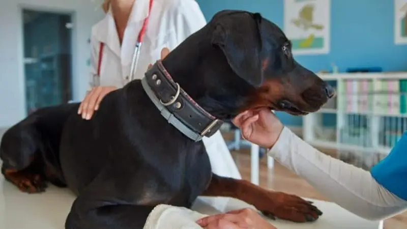 Hernia discal en Perros