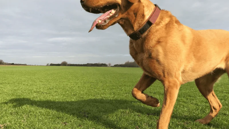 Mi perro cojea ¿Qué debo hacer?