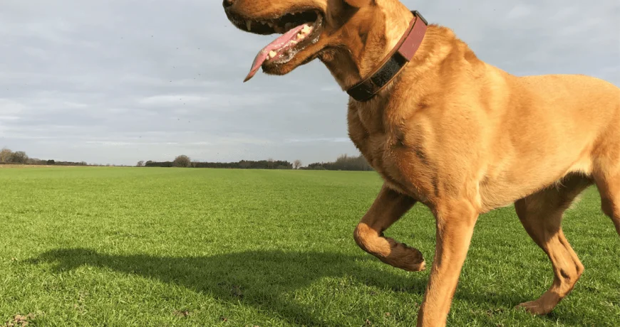 Mi perro cojea ¿Qué debo hacer?
