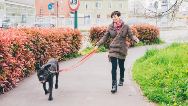 Mi perro debe ir bien atado