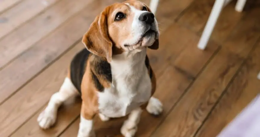 Mi perro no quiere andar y tiembla ¿Qué debo hacer?