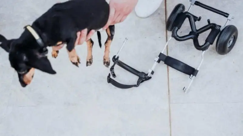 Silla de Ruedas de Rehabilitación para Perros