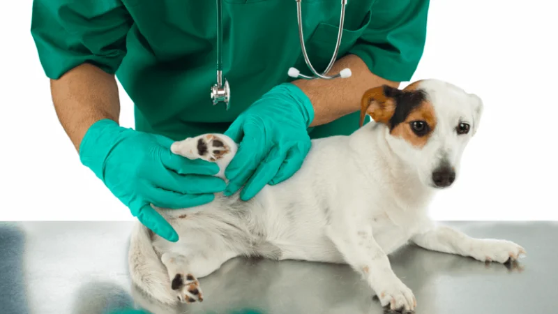 Perros con problemas articulares