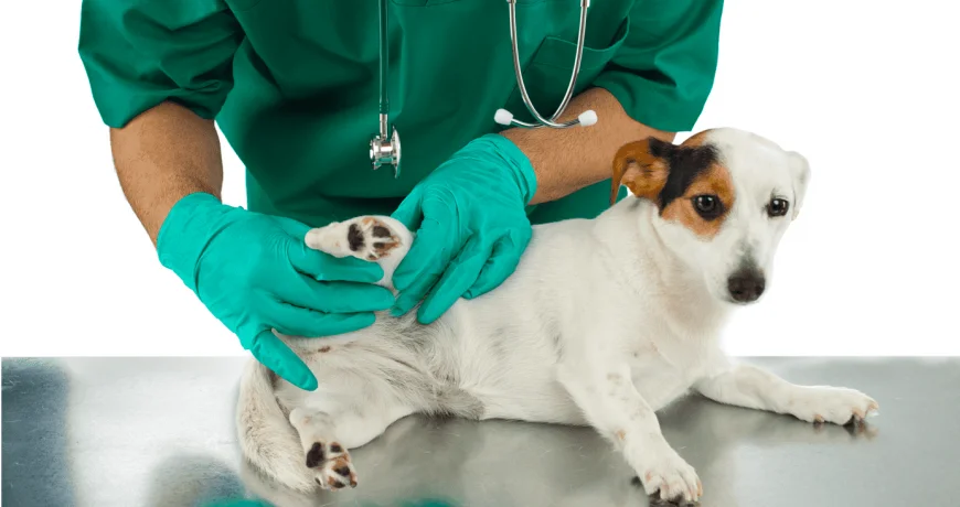 Perros con problemas articulares