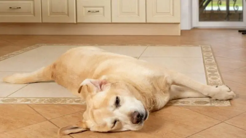 Problemas musculares más frecuentes en los perros