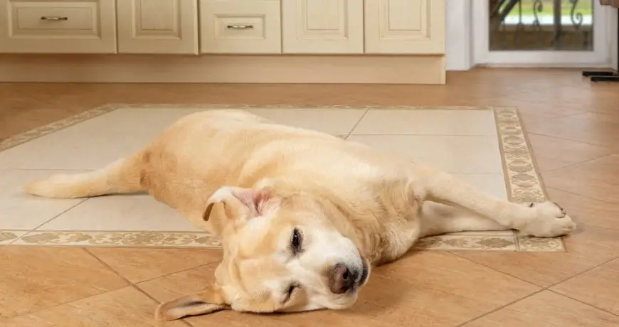 Problemas musculares más frecuentes en los perros