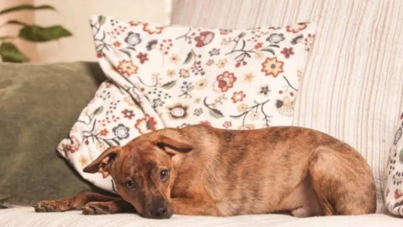 Qué hacer si mi perro de repente no puede andar