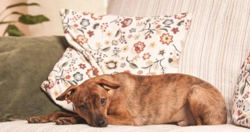 Qué hacer si mi perro de repente no puede andar