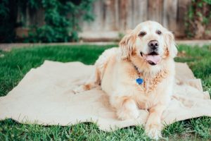 ayudar a un perro con artrosis