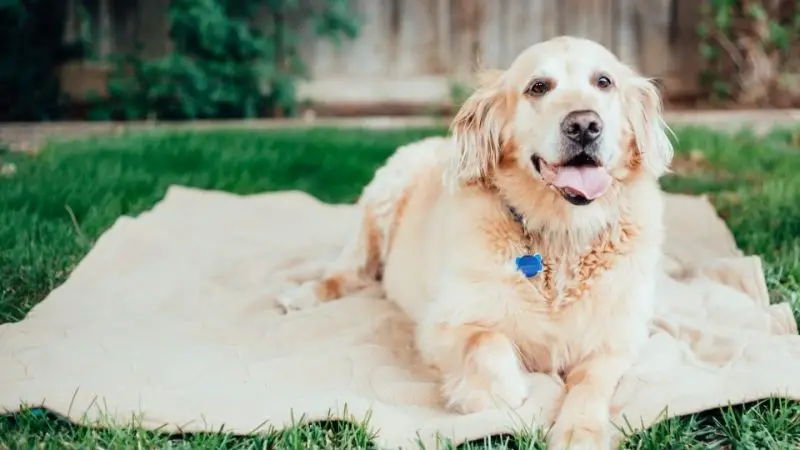 Cómo ayudar a un perro con artrosis