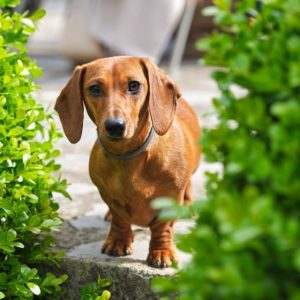 Esperanza de vida de un perro con artrosis