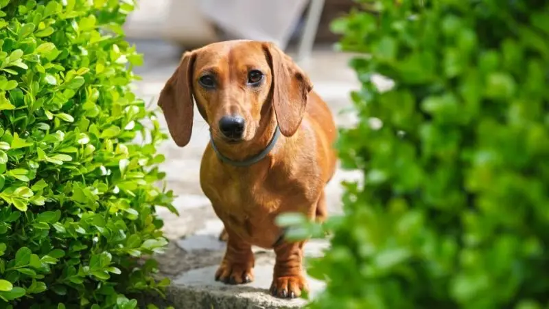 Esperanza de vida de un perro con artrosis