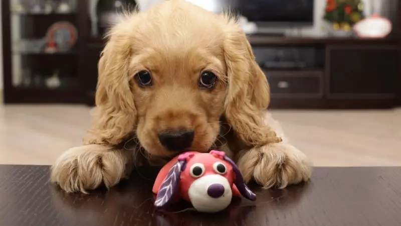 Ejercicio para perros