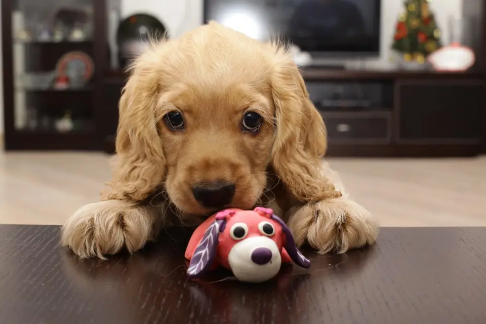 Ejercicio para perros