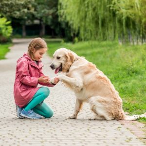 ¿Cómo aliviar el dolor de pata de un perro?