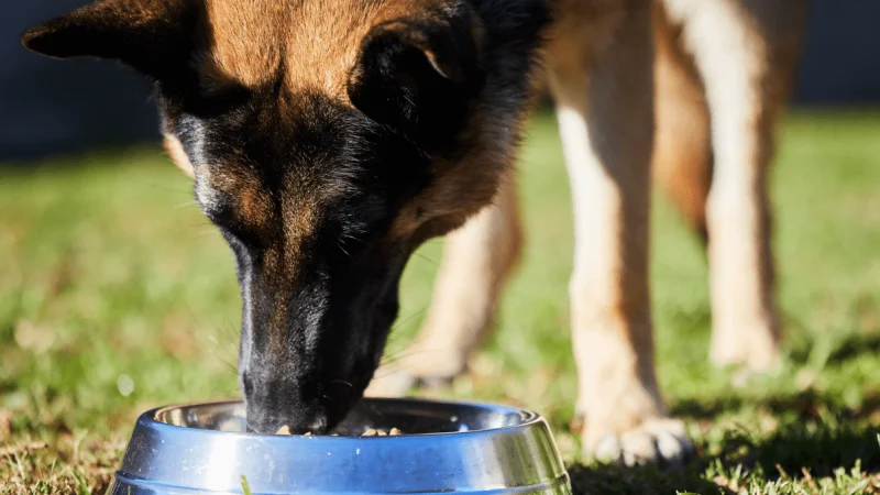 Pienso para perros con displasia de cadera