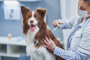 vacunas obligatorias para perros