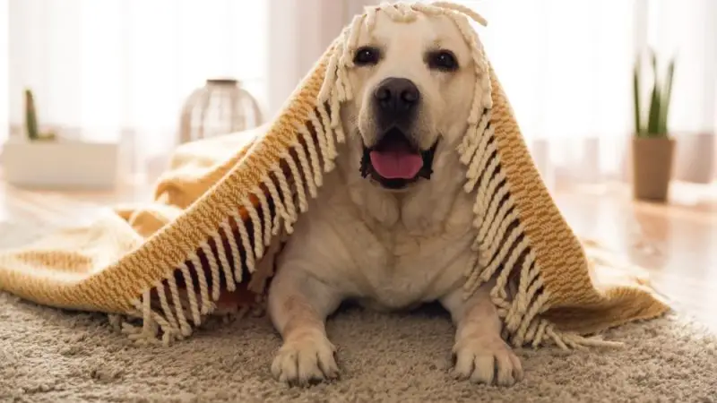 Cuidado de perros en casa