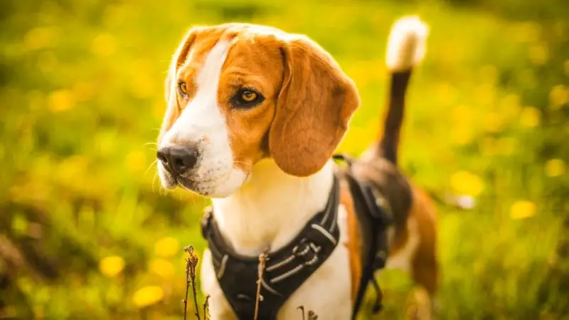 ¿Cuál es el mejor arnés para perros?