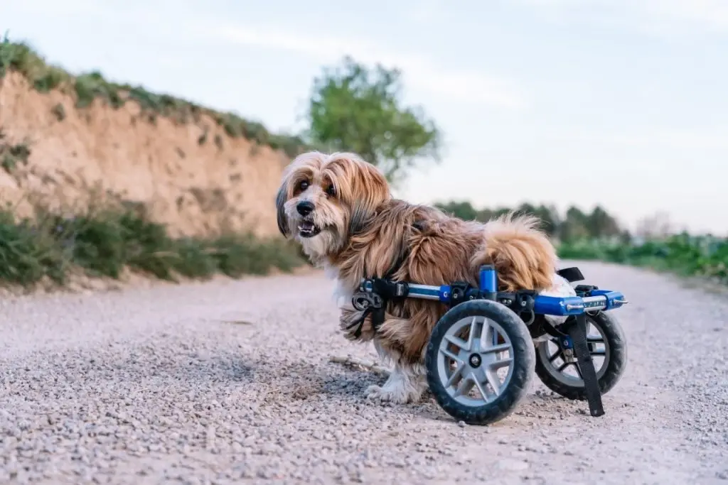 qué perros tienen displasia