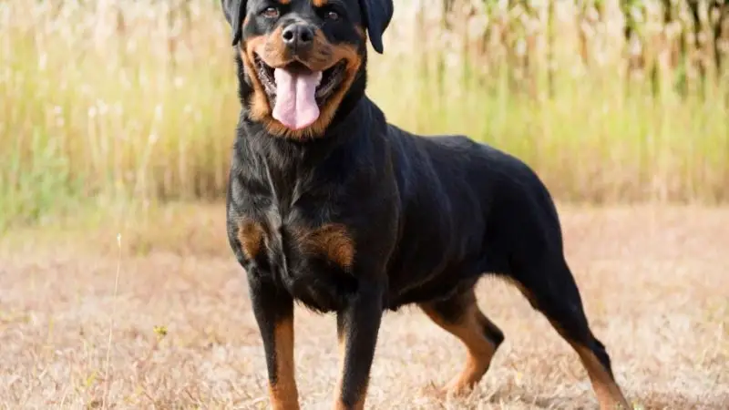 ¿Qué razas de perros tienen displasia?