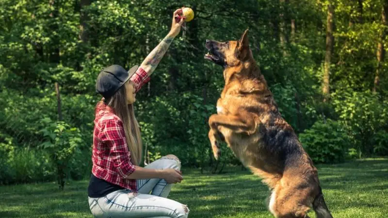 10 consejos para prevenir lesiones ortopédicas en perros