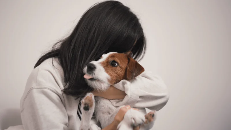 Cómo hacer que la transición a una silla de ruedas sea más fácil para tu perro