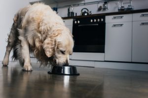 Alimentación adecuada para perros en proceso de rehabilitación