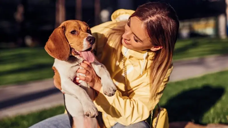 Cómo ayudar a un perro con displasia de cadera