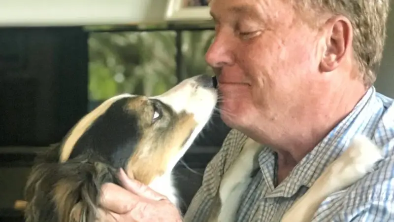 Cómo brindar apoyo emocional a un perro en proceso de recuperación