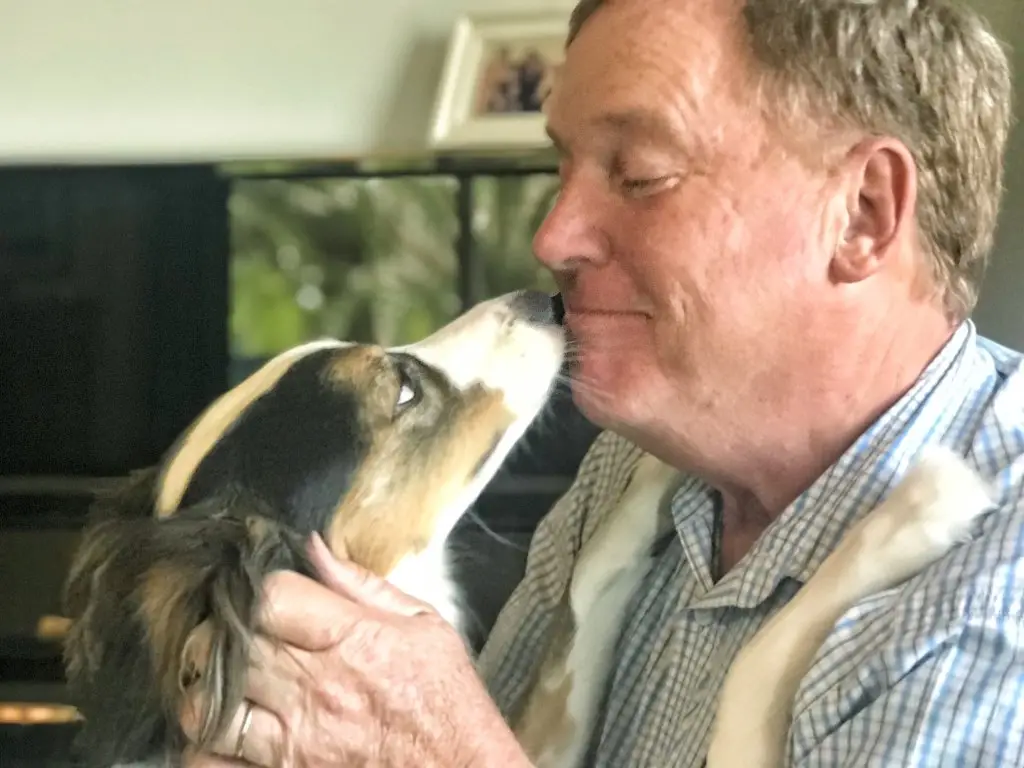 Cómo brindar apoyo emocional a un perro en proceso de recuperación