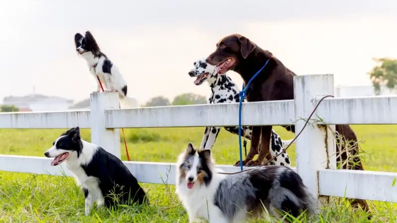 Razas de perros propensas a problemas de columna vertebral