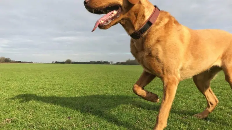 Lesiones comunes en perros y cómo la ortopedia puede ayudar en su recuperación