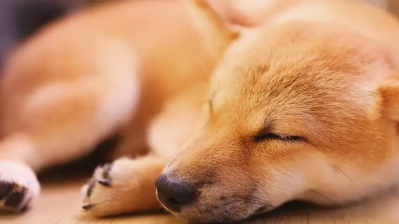 ¿Cómo adaptar tu hogar para facilitar la movilidad de un perro con discapacidad?