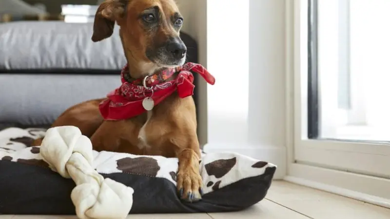 Luxación de Rótula en Perros: Diagnóstico, Tratamiento y Cuidados