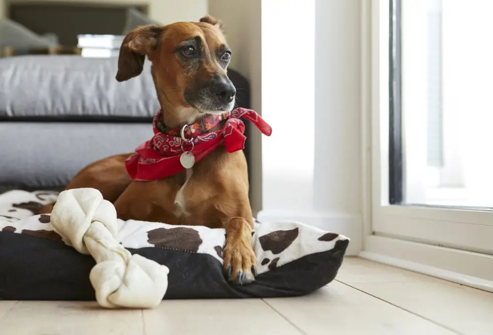 Luxación de Rótula en Perros: Diagnóstico, Tratamiento y Cuidados