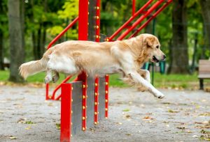 Ejercicios para que tu perro recupere fuerza en patas traseras