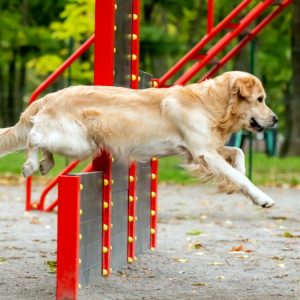 Ejercicios para perros. ¿Cómo recuperar fuerza en las patas traseras?