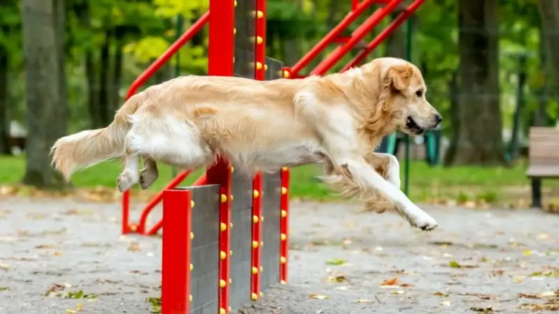 Ejercicios para perros. ¿Cómo recuperar fuerza en las patas traseras?