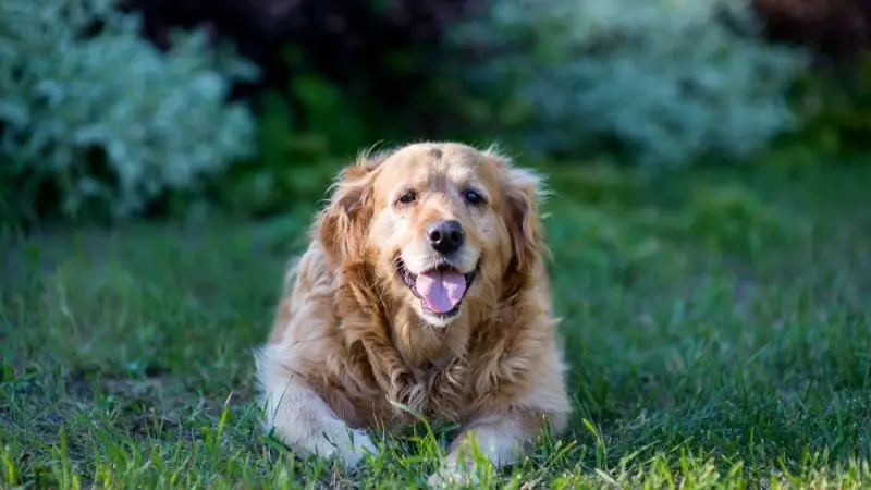 ICTUS en perros: Reconociendo, tratando y previniendo esta grave afección