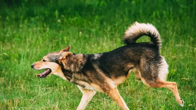 Amputación de Pata en Perro: Comprendiendo el Proceso y la Adaptación