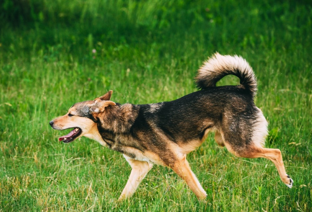 Amputación de Pata en Perro: Comprendiendo el Proceso y la Adaptación